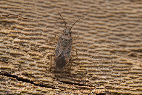 Arcocatus longiceps Arcocatus longiceps, found under the bark of Platanus hispanica
Stacked image: 4 Exp. | Handheld | Rendered with Helicon Focus Arocatus longiceps,Lygaeidae,Lygaeinae,Lygaeoidea,arthropoda,biodiversity,hemiptera,heteroptera,insectaBugs,insects,winter