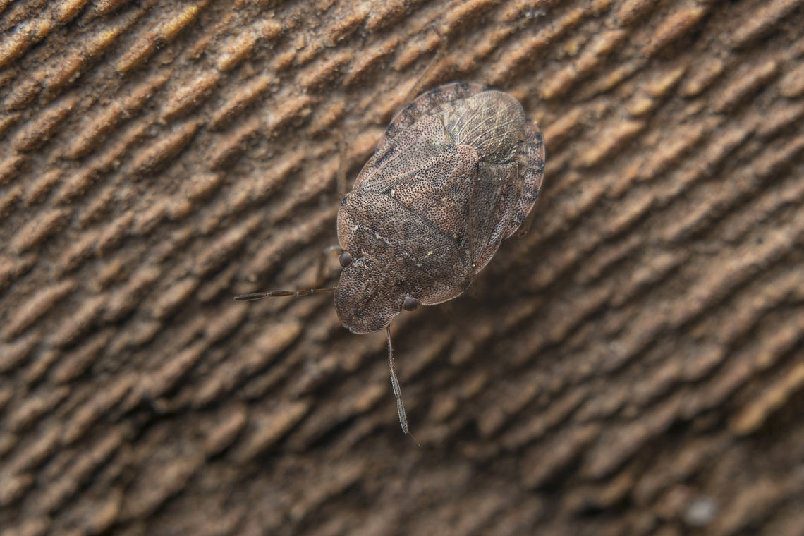 Sciocoris sideritidis Sciocoris sideritidis, found under the bark of Platanus hispanica Heteroptera,Pentatomidae,Pentatominae,Sciocorini,Sciocoris,Sciocoris sideritidis,arthropoda,biodiversity,bugs,insecta,insects,spring,winter