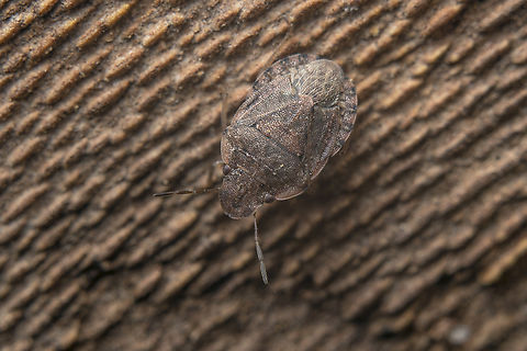 Sciocoris sideritidis Sciocoris sideritidis, found under the bark of Platanus hispanica Heteroptera,Pentatomidae,Pentatominae,Sciocorini,Sciocoris,Sciocoris sideritidis,arthropoda,biodiversity,bugs,insecta,insects,spring,winter