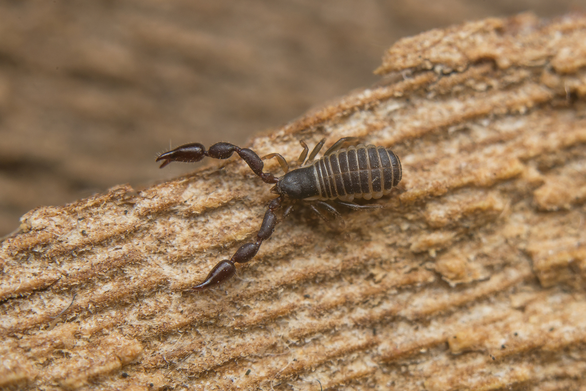 Pseudoscorpiones Pseudoscorpiones, found on Platanus hispanica<br />
Stacked image: 3 Exp. | Handheld | Rendered with Helicon Focus Arachnida,Cheliferidae,Cheliferoidea,Elassommatina,Iocheirata,Panctenata,Pseudoscorpiones,arthropoda,biodiversity,winter