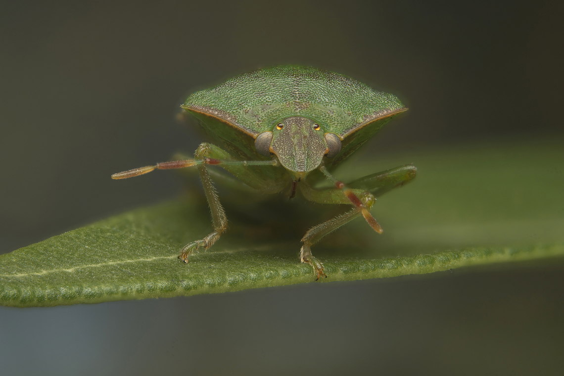 Nezara viridula Nezara viridula, found under the bark of Platanus hispanica<br />
Stacked image: 3 Exp. | Handheld | Rendered with Helicon Focus Nezara viridula,Southern green stink bug,arthropoda,biodiversity,bugs,hemiptera,heteroptera,insecta,insects,pentatomidae,pentatominae,pentatomini,pentatomoidea,winter