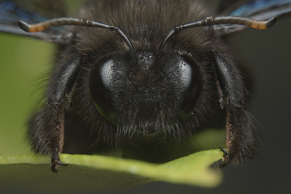 Xylocopa violacea Xylocopa violacea<br />
Stacked image: 16 Exp. | Handheld | Rendered with Helicon Focus Extreme Macro Portraits,Violet carpenter bee,Xylocopa violacea,aculeata,apidae,apocrita,arthropoda,bees,biodiversity,hymenoptera,insecta,insects,winter
