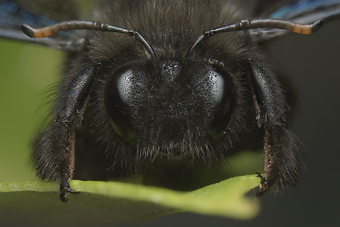 Xylocopa violacea Xylocopa violacea
Stacked image: 16 Exp. | Handheld | Rendered with Helicon Focus Extreme Macro Portraits,Violet carpenter bee,Xylocopa violacea,aculeata,apidae,apocrita,arthropoda,bees,biodiversity,hymenoptera,insecta,insects,winter
