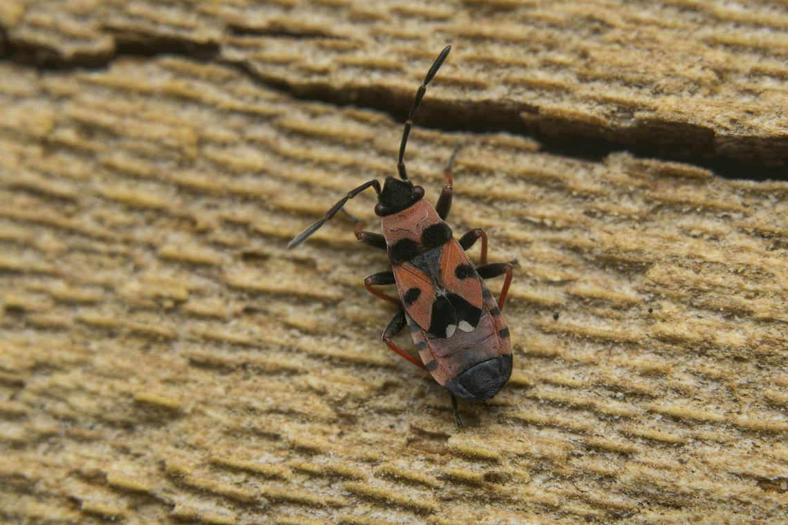 Horvathiolus guttatus Horvathiolus guttatus, found under the bark of Platanus hispanica<br />
Stacked image: 3 Exp. | Handheld | Rendered with Helicon Focus Horvathiolus guttatus,arthropoda,biodiversity,bug,hemiptera,heteroptera,insecta,insects,lygaeidae,lygaeinae,lygaeoidea,winter