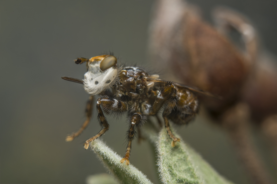 Myopa picta Myopa picta Myopa picta,arthropoda,biodiversity,conopidae,conopoidea,diptera,insecta,insects,spring
