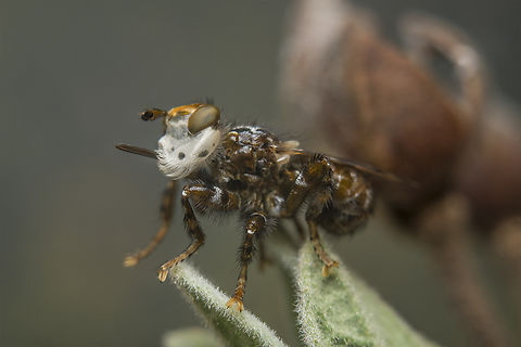 Myopa picta Myopa picta Myopa picta,arthropoda,biodiversity,conopidae,conopoidea,diptera,insecta,insects,spring