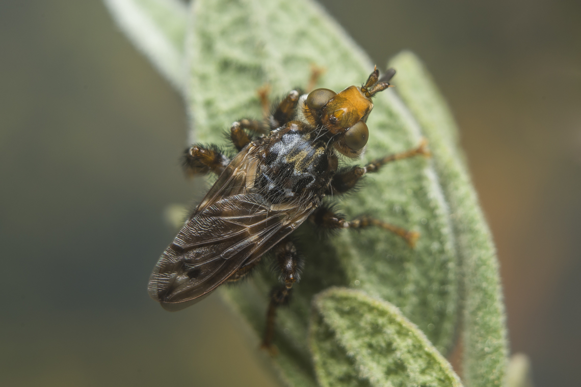 Myopa picta Myopa picta Myopa picta,arthropoda,biodiversity,conopidae,conopoidea,diptera,insecta,insects,spring