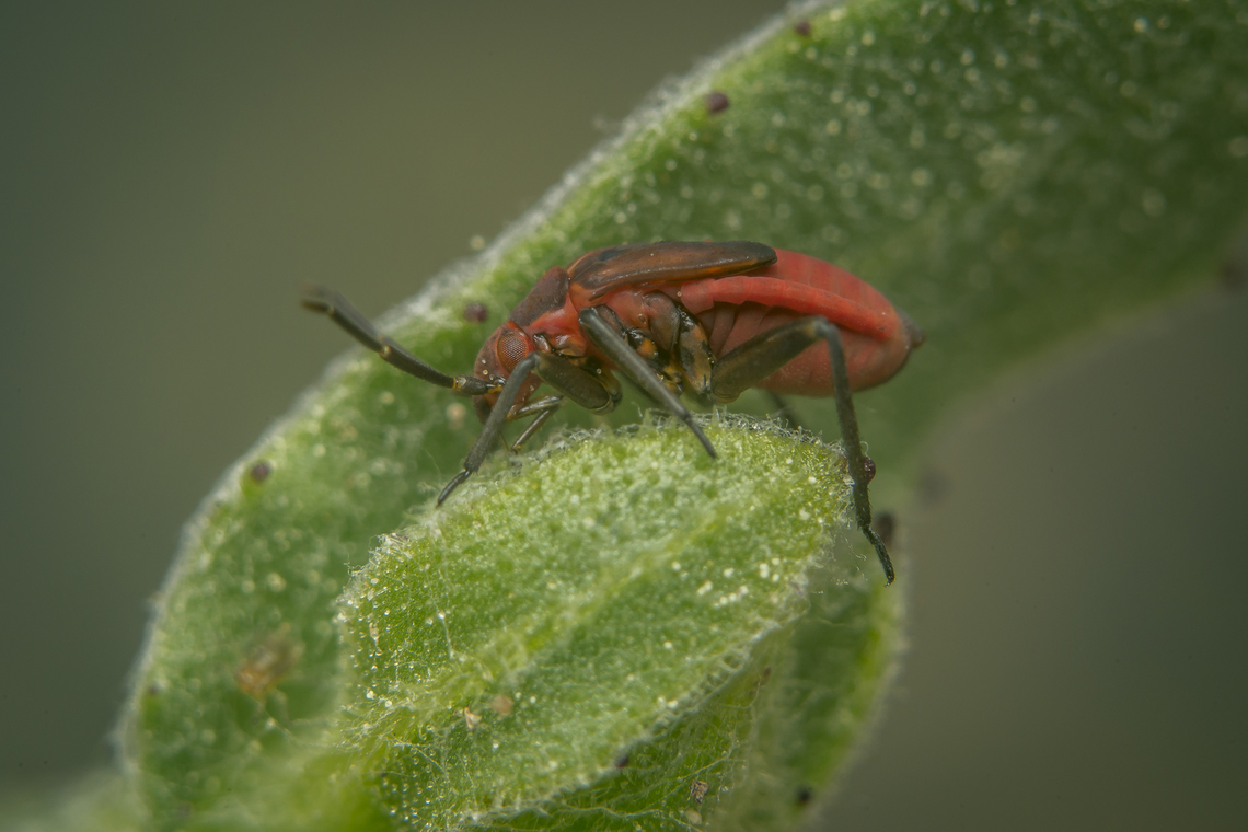 Macrotylus nigricornis Macrotylus nigricornis, nymph<br />
On Calendula arvensis Calendula arvensis,Flower bug,Macrotylus nigricornis,arthropoda,bug,hemiptera,heteroptera,insecta,insects,phylinae,winter