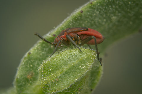 Macrotylus nigricornis Macrotylus nigricornis, nymph
On Calendula arvensis Calendula arvensis,Flower bug,Macrotylus nigricornis,arthropoda,bug,hemiptera,heteroptera,insecta,insects,phylinae,winter