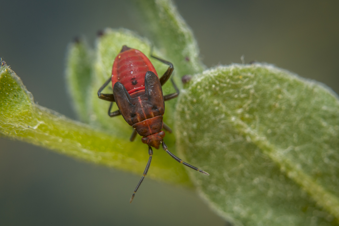 Macrotylus nigricornis Macrotylus nigricornis, nymph Calendula arvensis,Flower bug,Macrotylus nigricornis,arthropoda,bug,hemiptera,heteroptera,insecta,insects,phylinae,winter