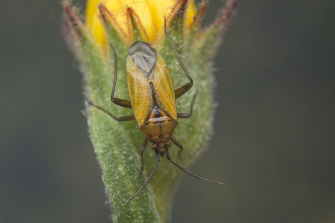 Macrotylus nigricornis Macrotylus nigricornis, adult<br />
dorsal view Calendula arvensis,Flower bug,Macrotylus nigricornis,arthropoda,bug,hemiptera,heteroptera,insecta,insects,phylinae,winter