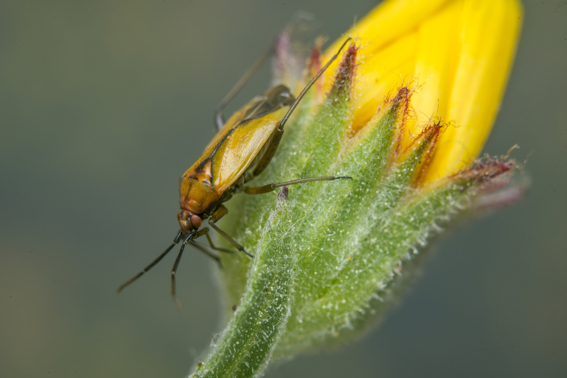 Macrotylus nigricornis Macrotylus nigricornis, adult<br />
dorso lateral view Calendula arvensis,Flower bug,Macrotylus nigricornis,arthropoda,bug,hemiptera,heteroptera,insecta,insects,phylinae,winter