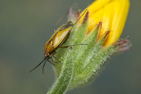 Macrotylus nigricornis Macrotylus nigricornis, adult
dorso lateral view Calendula arvensis,Flower bug,Macrotylus nigricornis,arthropoda,bug,hemiptera,heteroptera,insecta,insects,phylinae,winter
