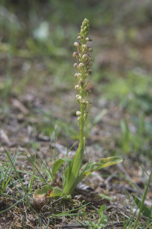 Aceras anthropophorum Aceras anthropophorum<br />
<a href="https://jb.utad.pt/pdf/Aceras_anthropophorum.pdf" rel="nofollow">https://jb.utad.pt/pdf/Aceras_anthropophorum.pdf</a> Aceras anthropophora,Orchidaceae,biodiversity,nature,orchids,plantae,spring,wild flowers,wild orchids