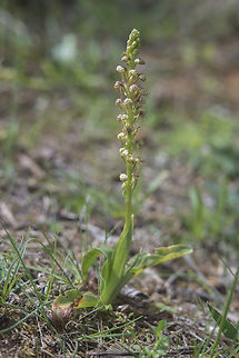 Aceras anthropophorum Aceras anthropophorum
https://jb.utad.pt/pdf/Aceras_anthropophorum.pdf Aceras anthropophora,Orchidaceae,biodiversity,nature,orchids,plantae,spring,wild flowers,wild orchids