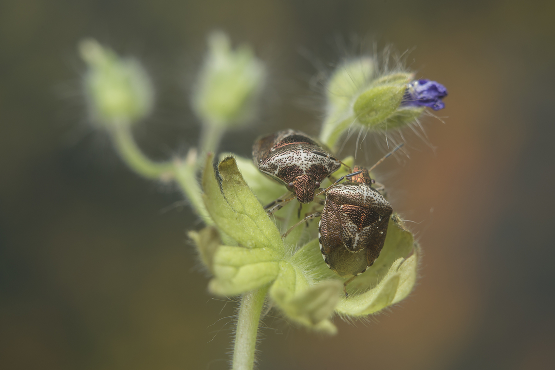 Stagonomus venustissimus Stagonomus venustissimus Stagonomus venustissimus,Woundwort shieldbug,arthropoda,bugs,hemiptera,heteroptera,insecta,insects,pentatomidae,pentatominae,spring