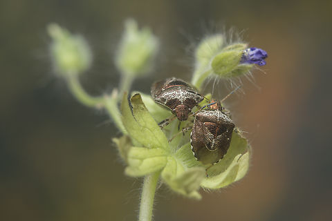 Stagonomus venustissimus Stagonomus venustissimus Stagonomus venustissimus,Woundwort shieldbug,arthropoda,bugs,hemiptera,heteroptera,insecta,insects,pentatomidae,pentatominae,spring