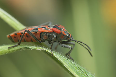 Spilostethus furcula Spilostethus furcula Seed Bug,Spilostethus furcula,arthropoda,biodiversity,early spring moth,hemiptera,heteroptera,insecta,insects,lygaeidae,lygaeinae