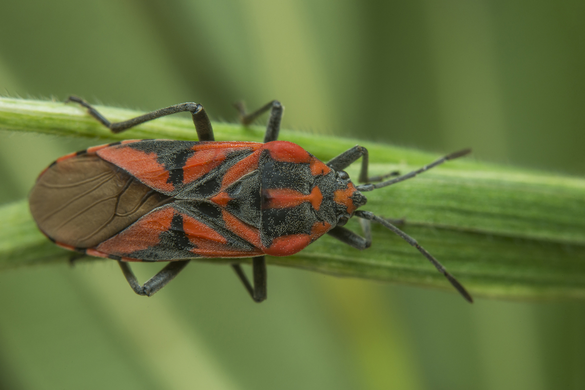 Spilostethus furcula Spilostethus furcula Seed Bug,Spilostethus furcula,arthropoda,biodiversity,hemiptera,heteroptera,insecta,insects,lygaeidae,lygaeinae,spring