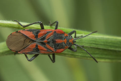 Spilostethus furcula Spilostethus furcula Seed Bug,Spilostethus furcula,arthropoda,biodiversity,hemiptera,heteroptera,insecta,insects,lygaeidae,lygaeinae,spring