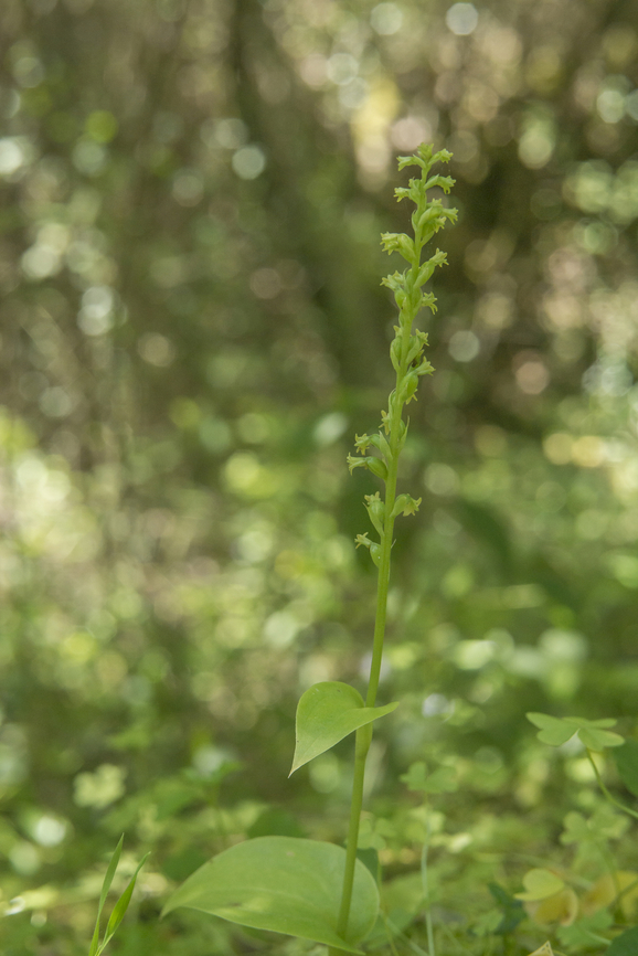 Gennaria diphylla  Gennaria diphylla