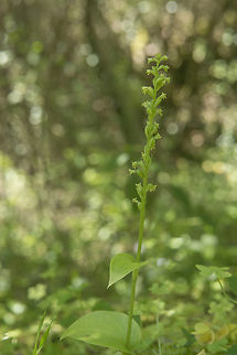 Gennaria diphylla  Gennaria diphylla