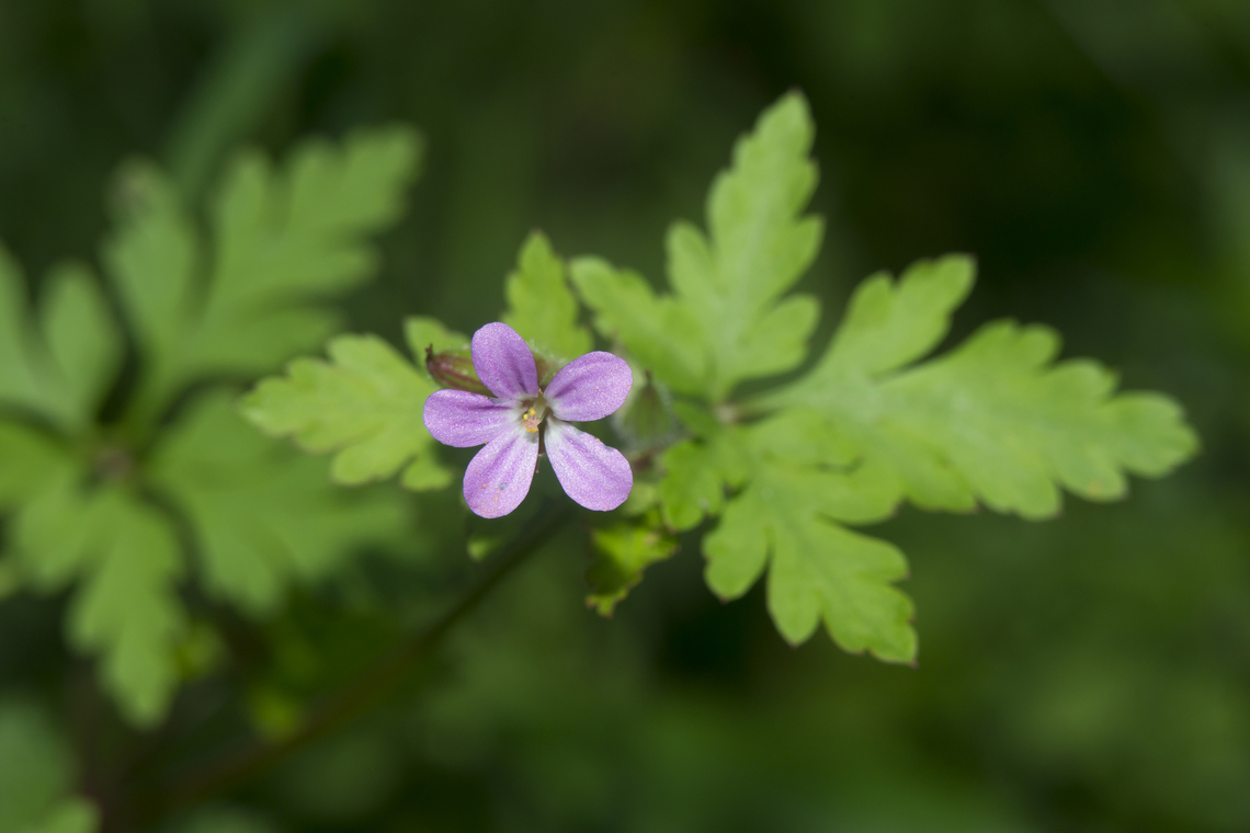 Geranium purpureum Geranium purpureum<br />
 Geraniaceae,Geraniales,Geranium purpureum,Little-robin