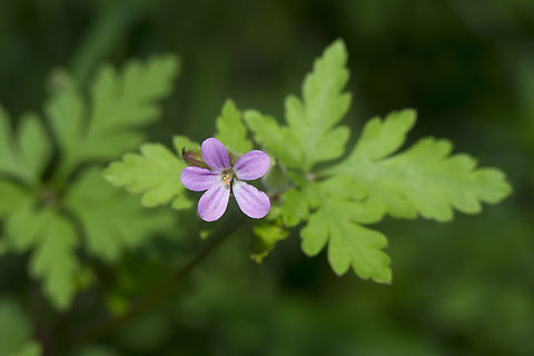 Geranium purpureum Geranium purpureum
 Geraniaceae,Geraniales,Geranium purpureum,Little-robin