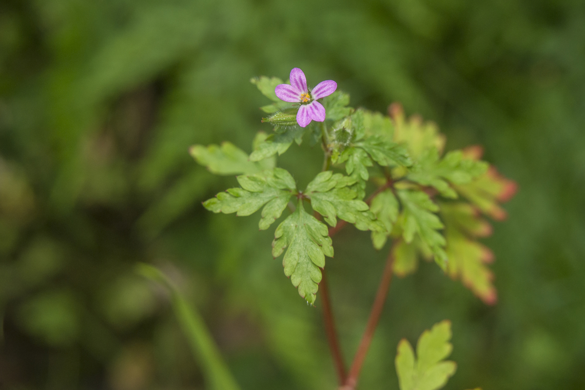 Geranium purpureum Geranium purpureum Geraniaceae,Geraniales,Geranium purpureum,Little-robin