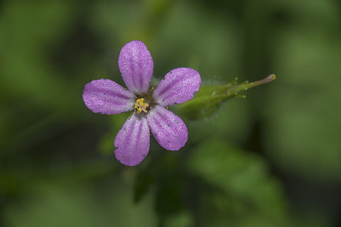 Geranium purpureum Geranium purpureum Geranium purpureum,Little-robin