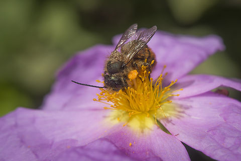 Celebrating spring Osmia sp. collecting polen on Cistus albidus, and lots of acari on the ride :) Megachilidae,hymenoptera,spring