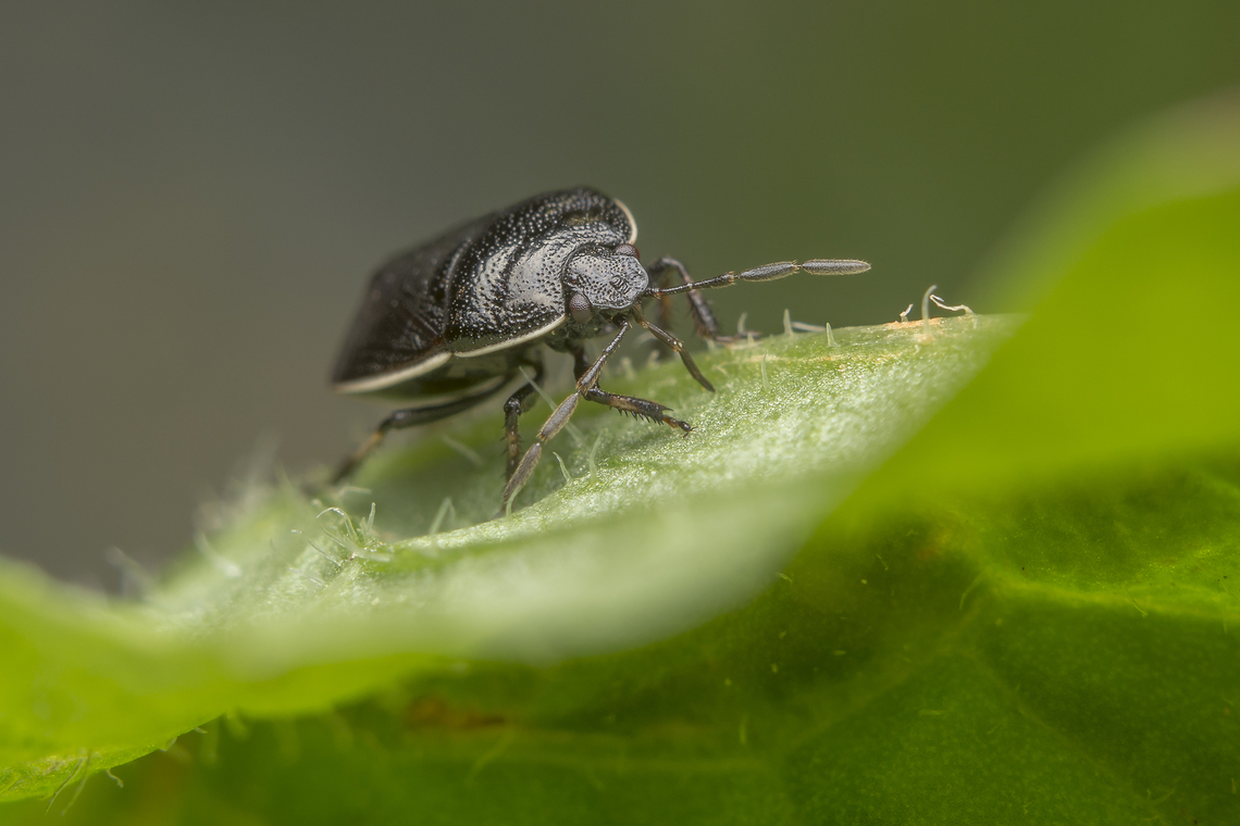 Canthophorus maculipes Canthophorus maculipes<br />
 Canthophorus,Canthophorus maculipes,Cydnidae,Hemiptera,Pentatomoidea,biodiversity,insects,spring,true bugs