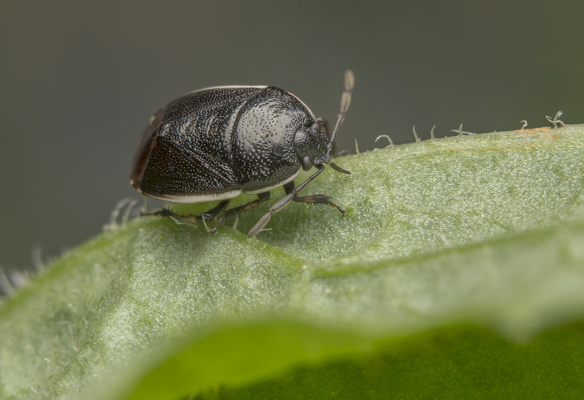 Canthophorus maculipes Canthophorus maculipes Canthophorus maculipes