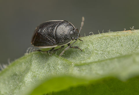 Canthophorus maculipes Canthophorus maculipes Canthophorus maculipes