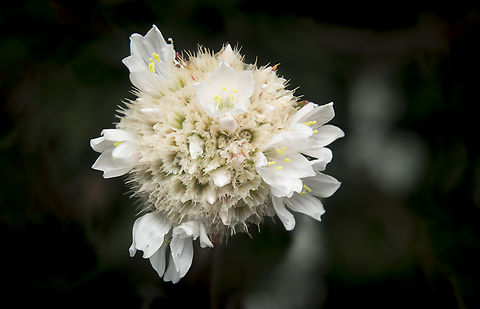 Armeria pseudoarmeria Armeria pseudoarmeria (Murray) Mansf. Armeria pseudoarmeria,Caryophyllales,Plumbaginaceae,biodiversity,flora,flowering plant,plantae,plants,wildflowers,winter