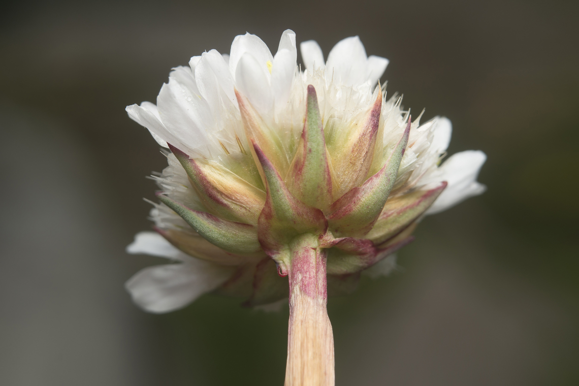Armeria pseudoarmeria Armeria pseudoarmeria (Murray) Mansf. Armeria pseudoarmeria,Caryophyllales,Plumbaginaceae,biodiversity,flora,flowering plant,plantae,plants,wildflowers,winter
