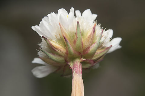 Armeria pseudoarmeria Armeria pseudoarmeria (Murray) Mansf. Armeria pseudoarmeria,Caryophyllales,Plumbaginaceae,biodiversity,flora,flowering plant,plantae,plants,wildflowers,winter