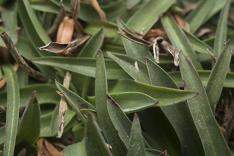 Armeria pseudoarmeria Armeria pseudoarmeria (Murray) Mansf.

Plant base leaves Armeria pseudoarmeria,Caryophyllales,Plumbaginaceae,biodiversity,flora,flowering plant,plantae,plants,wildflowers,winter