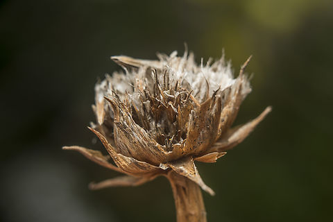 Armeria pseudoarmeria Armeria pseudoarmeria (Murray) Mansf.

Remnants of the previous generation, flower capsule, side bracts and main stem. Armeria pseudoarmeria,Caryophyllales,Plumbaginaceae,biodiversity,flora,flowering plant,plantae,plants,wildflowers,winter