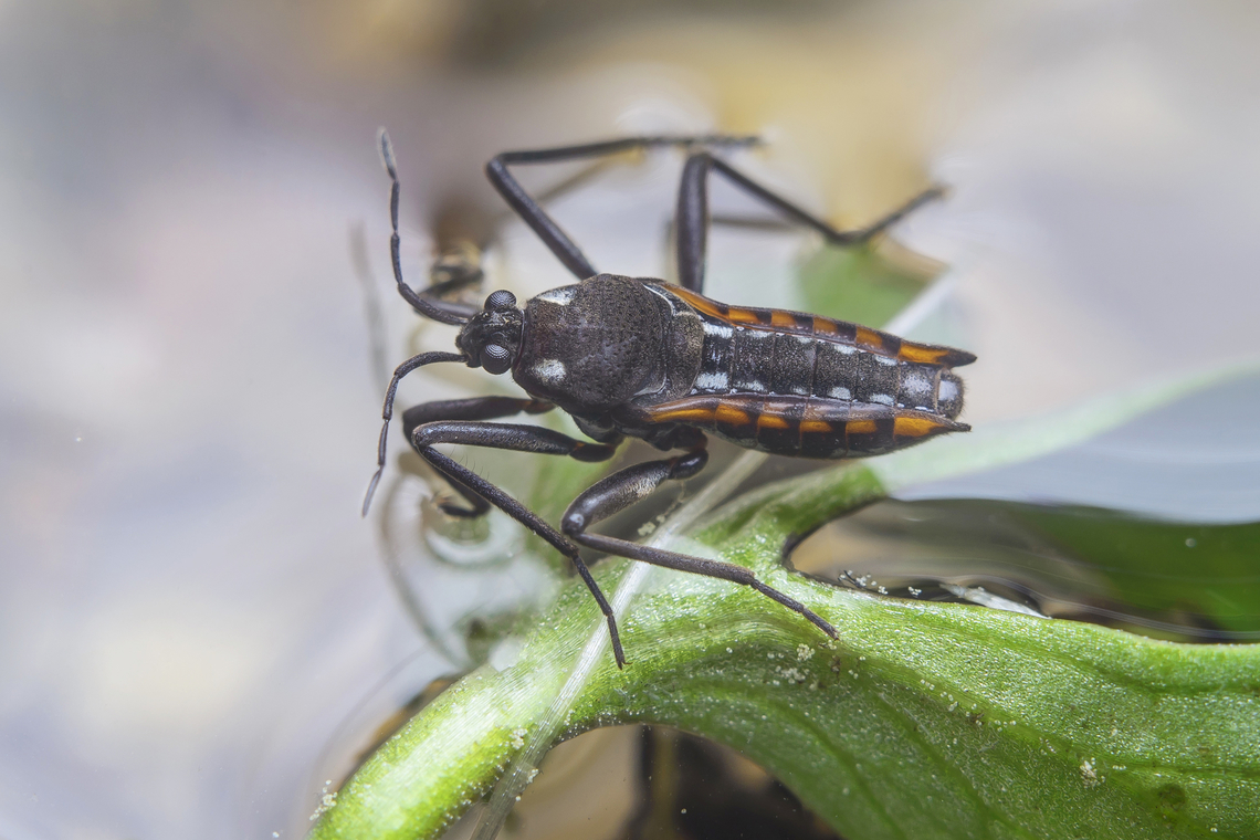 Velia caprai Velia caprai Velia caprai,biodiversity,bugs,hemiptera,heteroptera,spring,veliidae,water bug