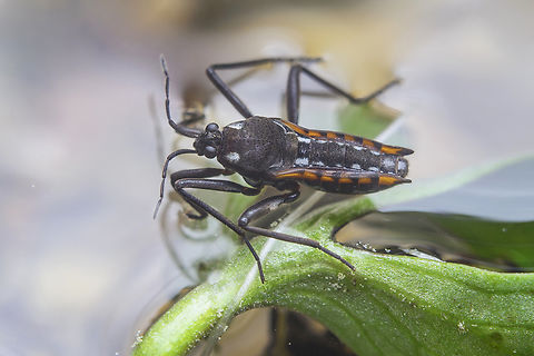 Velia caprai Velia caprai Velia caprai,biodiversity,bugs,hemiptera,heteroptera,spring,veliidae,water bug