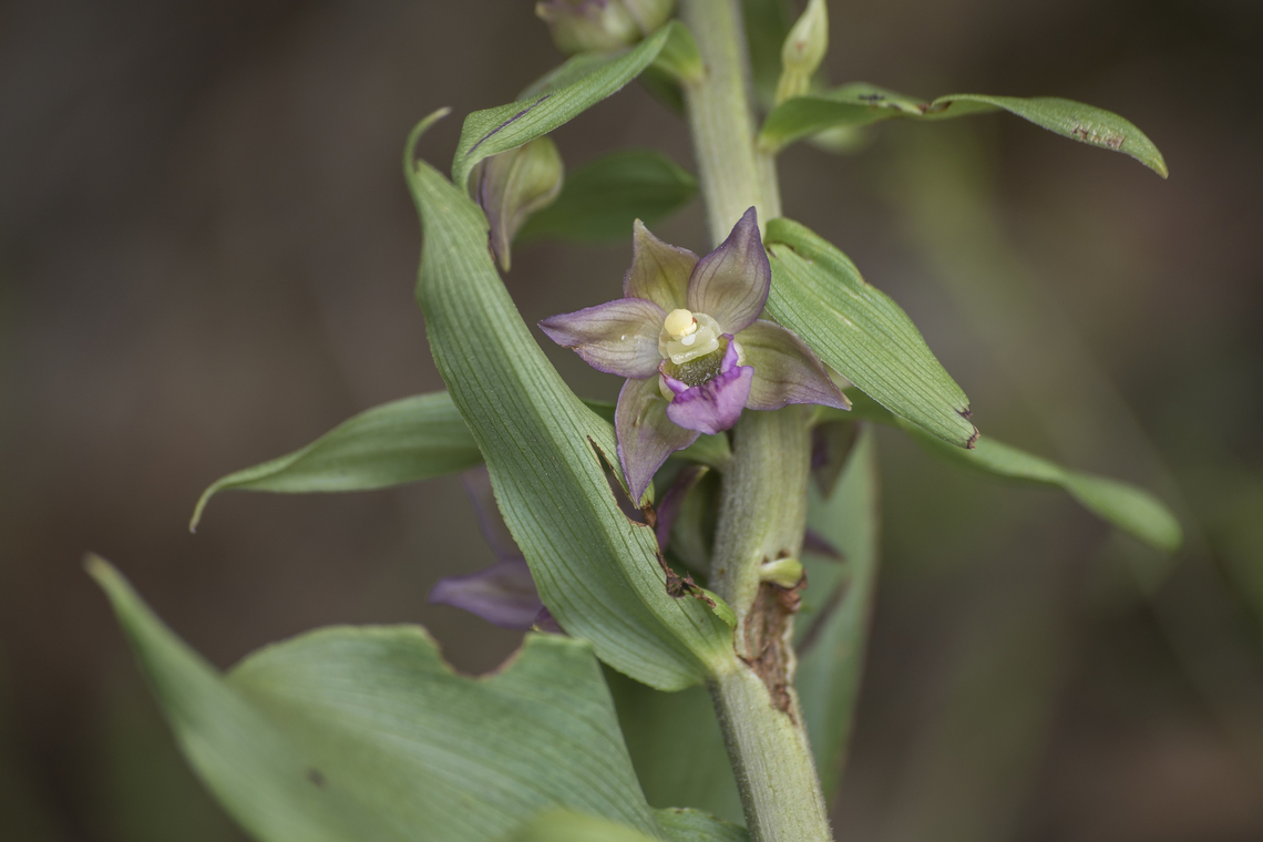 Epipactis tremolsii Epipactis tremolsii Epipactis tremolsii