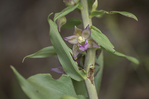 Epipactis tremolsii Epipactis tremolsii Epipactis tremolsii