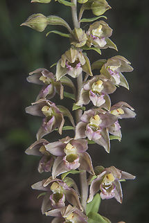 Epipactis tremolsii Epipactis tremolsii Epipactis tremolsii