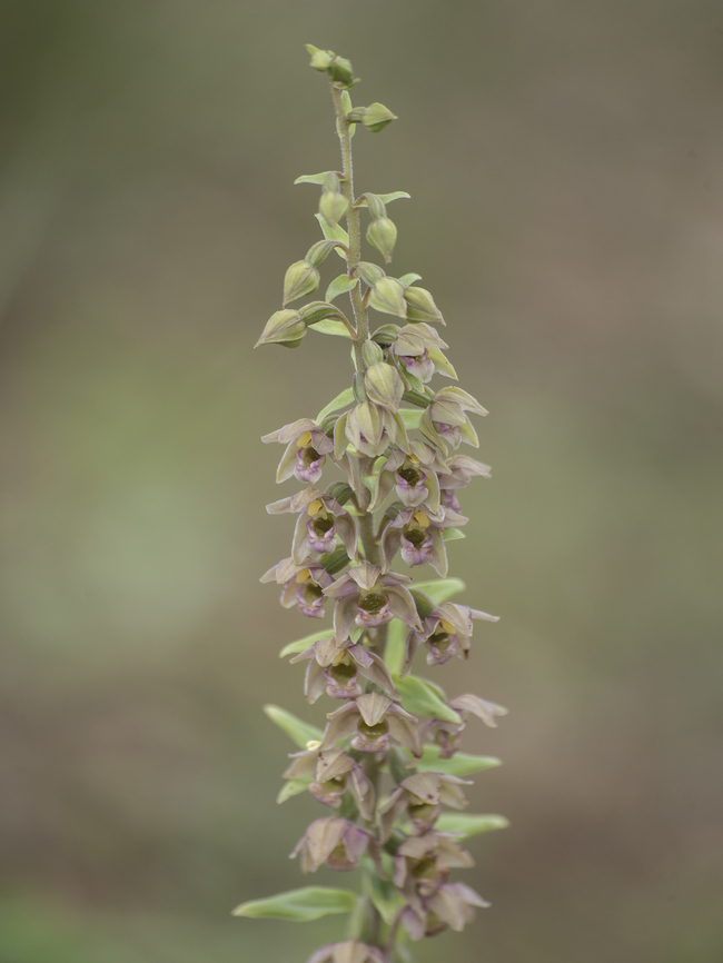 Epipactis tremolsii Epipactis tremolsii Epipactis tremolsii
