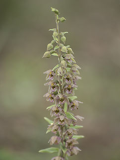 Epipactis tremolsii Epipactis tremolsii Epipactis tremolsii