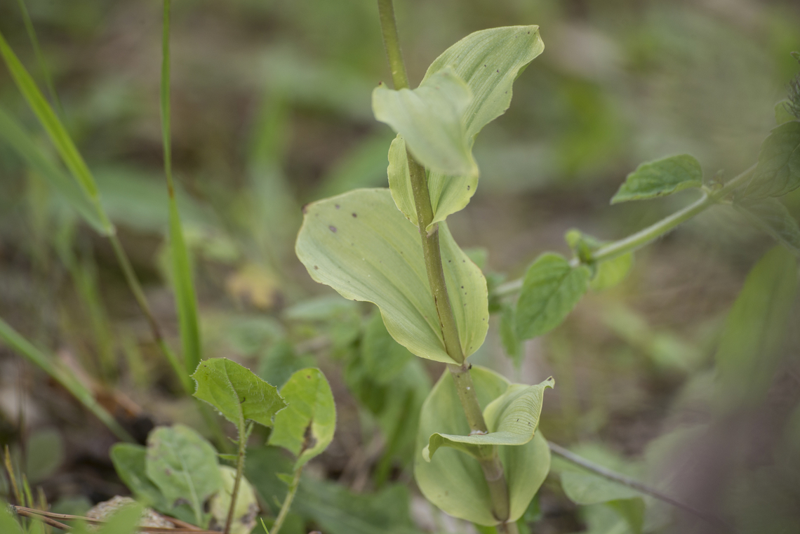 Epipactis tremolsii Epipactis tremolsii Epipactis tremolsii