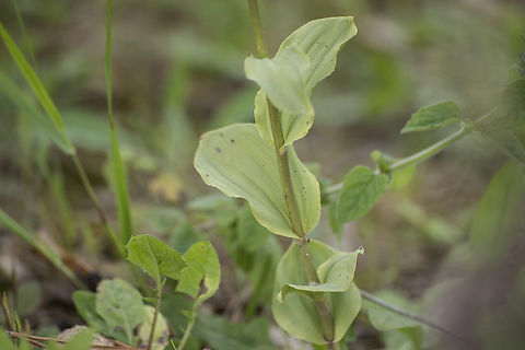 Epipactis tremolsii Epipactis tremolsii Epipactis tremolsii