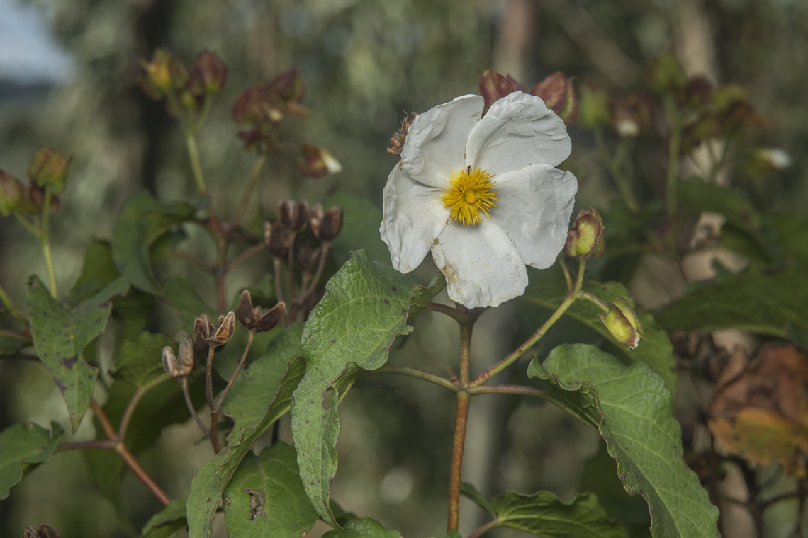 Cistus populifolius Cistus populifolius Cistaceae,Cistus populifolius,biodiversity,flowers,plantae,spring,wildflowers