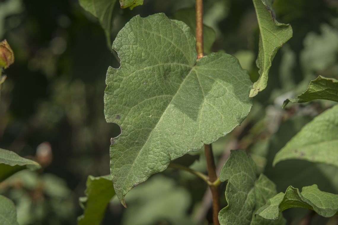Cistus populifolius Cistus populifolius Cistaceae,Cistus populifolius,biodiversity,flowers,plantae,spring,wildflowers
